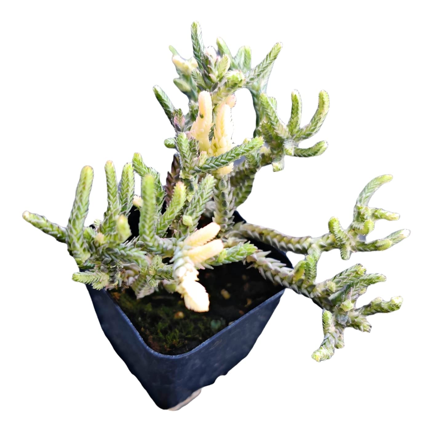 Live Crassula Plants for Home Decor