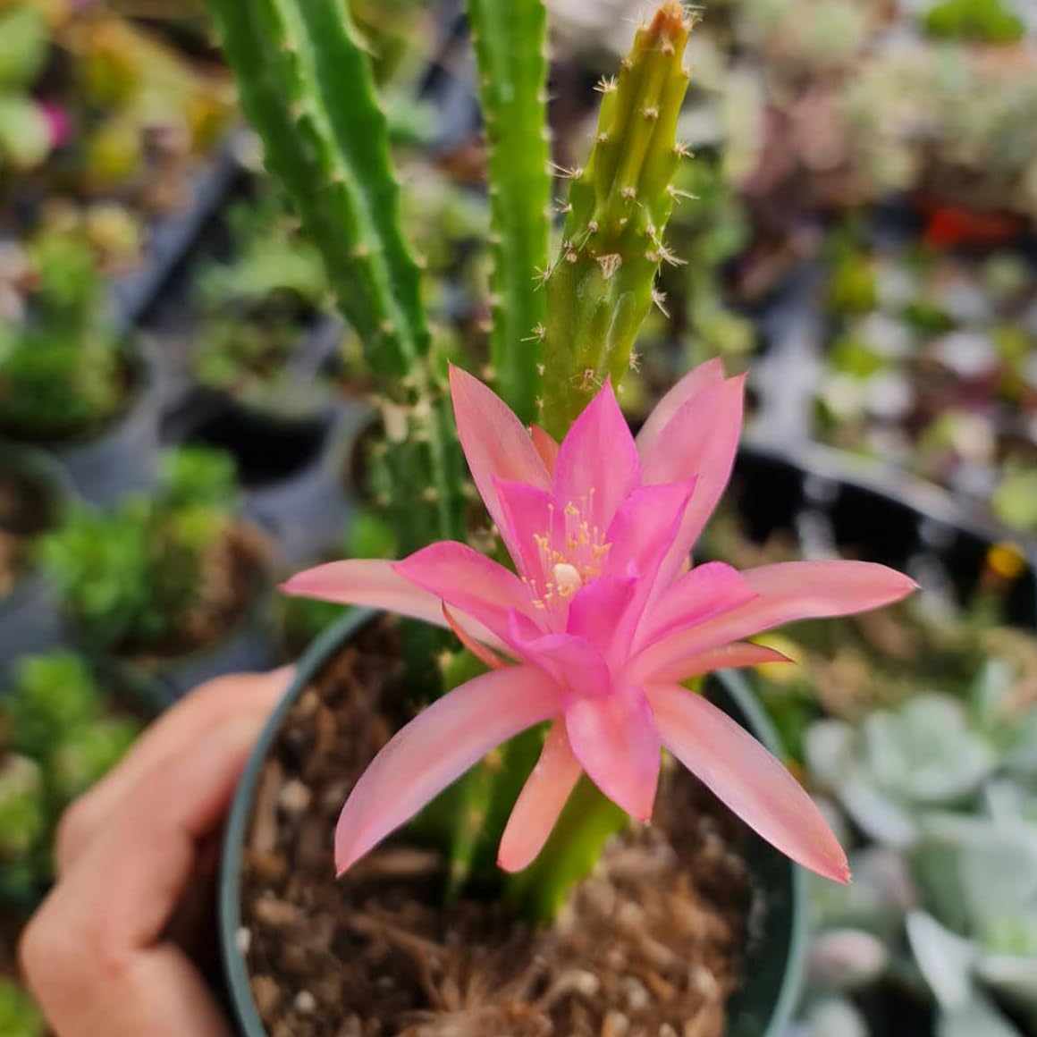 Live Cactus and Succulent plants for Home Office Decor