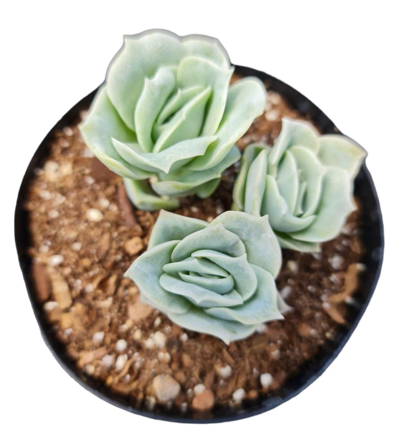 USKC Live Succulent plants Echeveria Plants (4"pot lovely rose)
