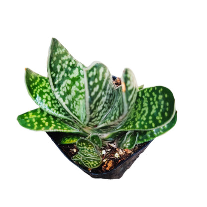 Live Cactus Succulent Plants from USKC (2" Pot Blue Candle Cactus Myrtillocactus Geometrizans)