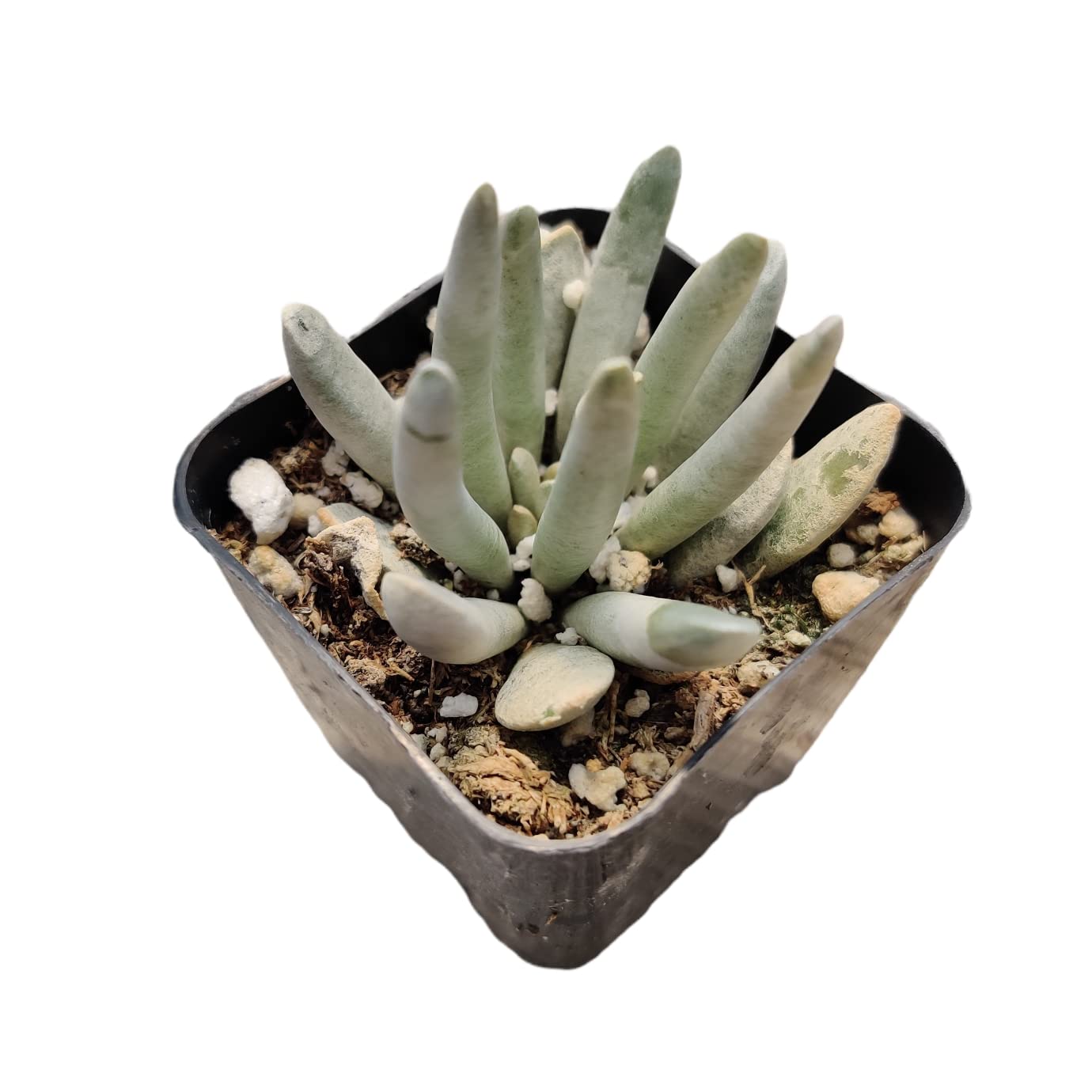 Live Succulent Cactus Plants from USKC (2" Pot) (Euphorbia Mammillaris Variegata)