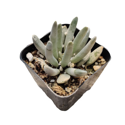 Live Succulent Cactus Plants from USKC (2" Pot) (Euphorbia Mammillaris Variegata)