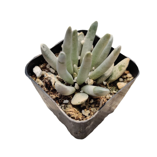 Live Succulent Cactus Plants from USKC (2" Pot) (Euphorbia Mammillaris Variegata) - Senecio Scaposus
