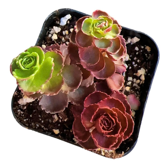 Live Cactus Succulent Plants for Home Decoration - 2"pot Sedum Spurium Dragon’s Blood