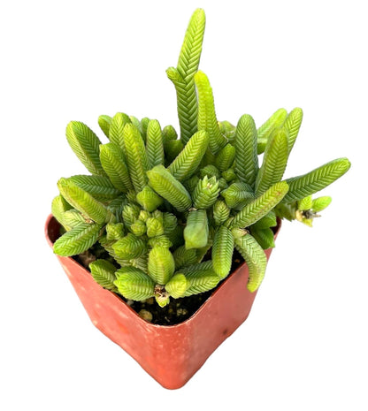 Live Succulent Cactus Plants (2" Pot Crassula Estagnol Spiralis)