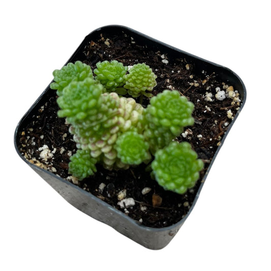 Rare Live Succulent Cactus Plants for Home Office Decor # 19