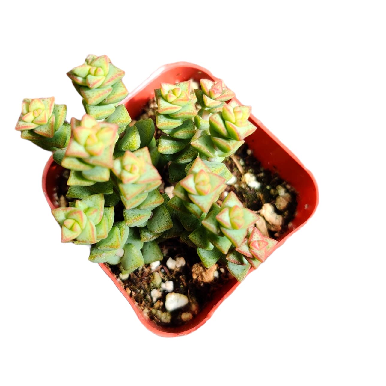 Live Cactus Succulent Plants for Home Decoration