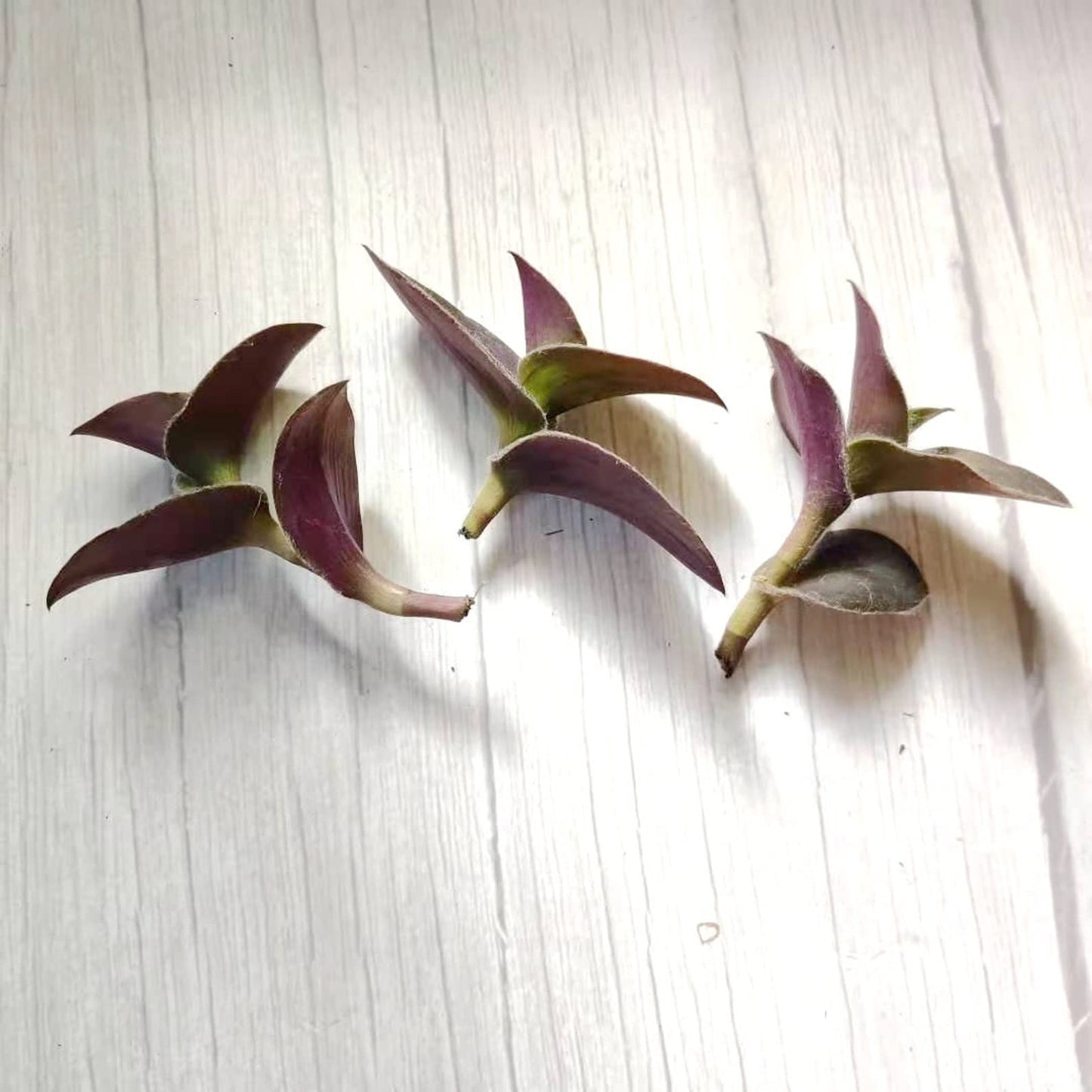 No Root Plant cuttings from USKC (3pc Tradescantia fluminensis variegata no Root cuttings)