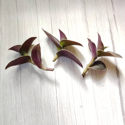 No Root Plant cuttings from USKC (3pc Tradescantia fluminensis variegata no Root cuttings)