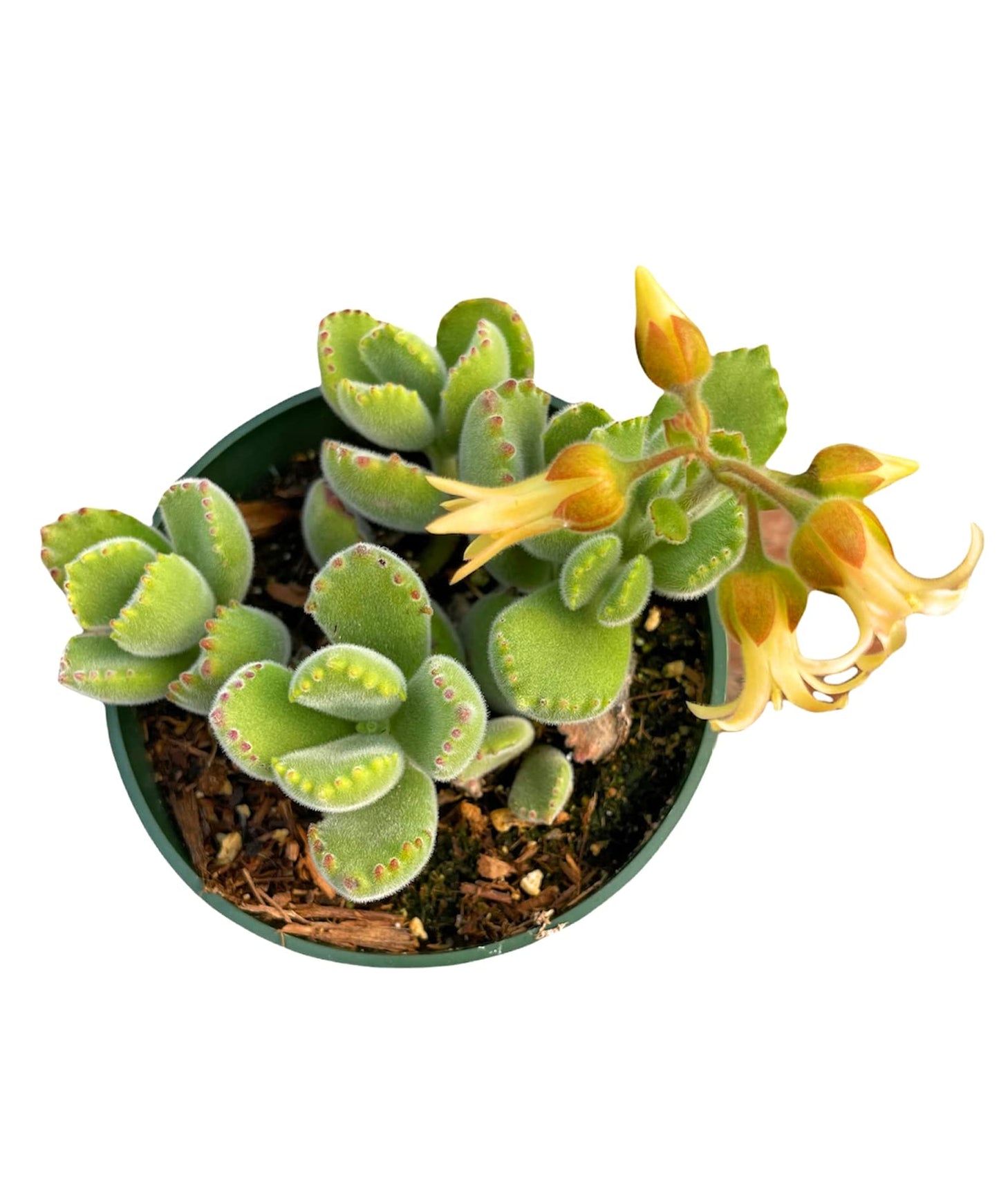 USKC Live Succulent plants Cotyledon tomentosa Bear's paw (4"pot non variegated)