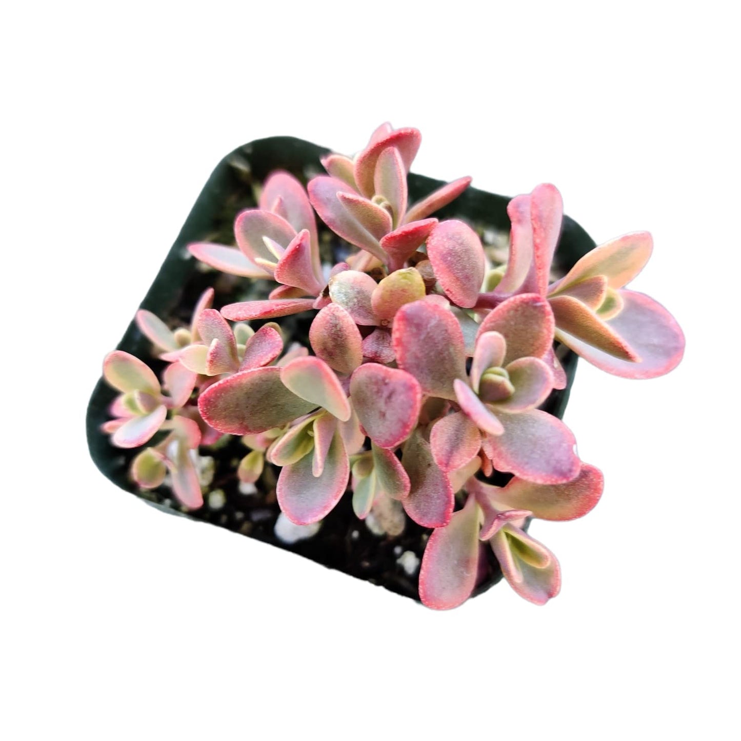 Live Cactus Succulent Plants for Home Decoration