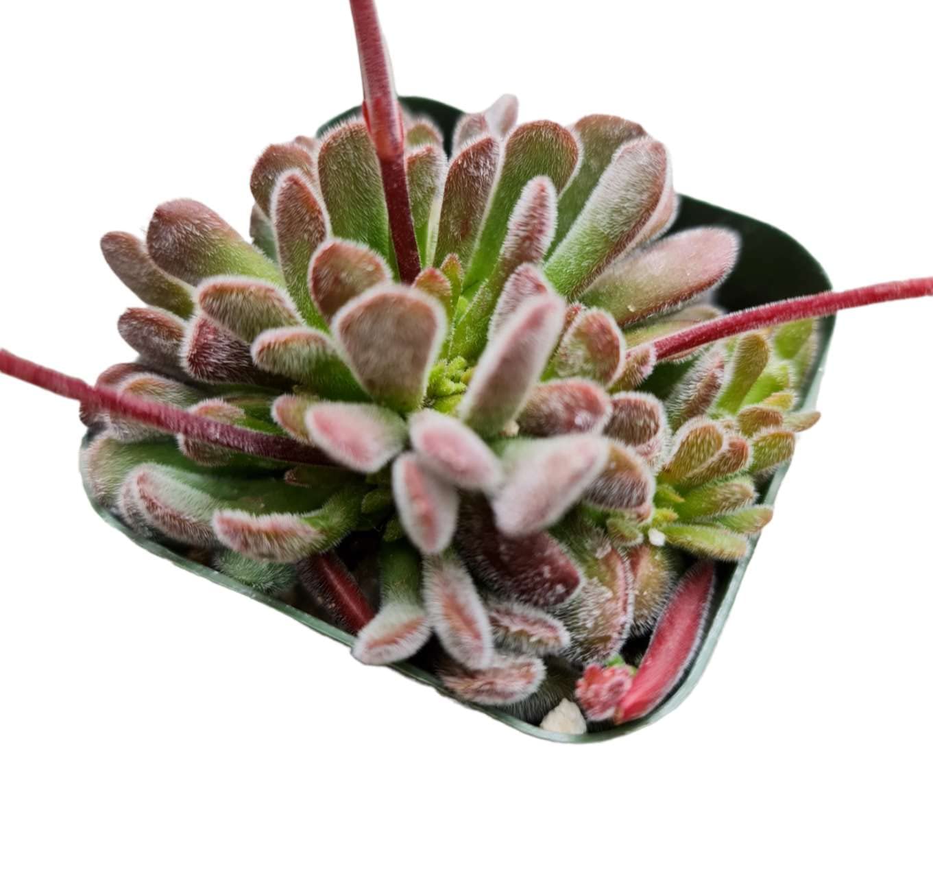 Live Cactus and Succulent plants for Home Office Decor