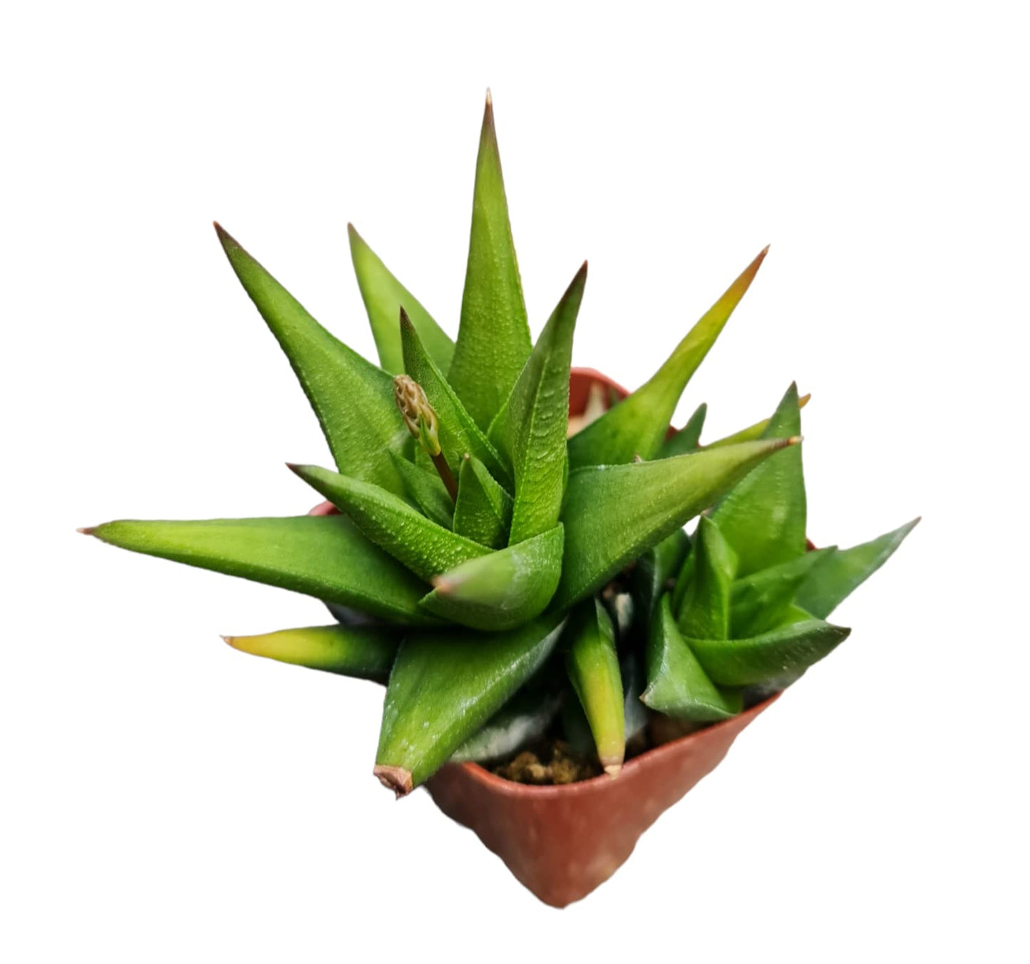 Live Haworthia Plants for Home Office Decor