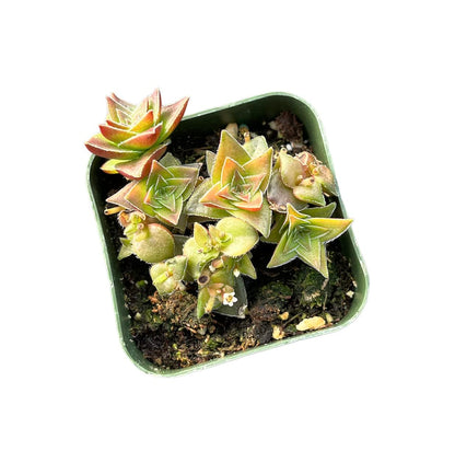 Live Succulent Cactus Plants (2" Pot Crassula Estagnol Spiralis)