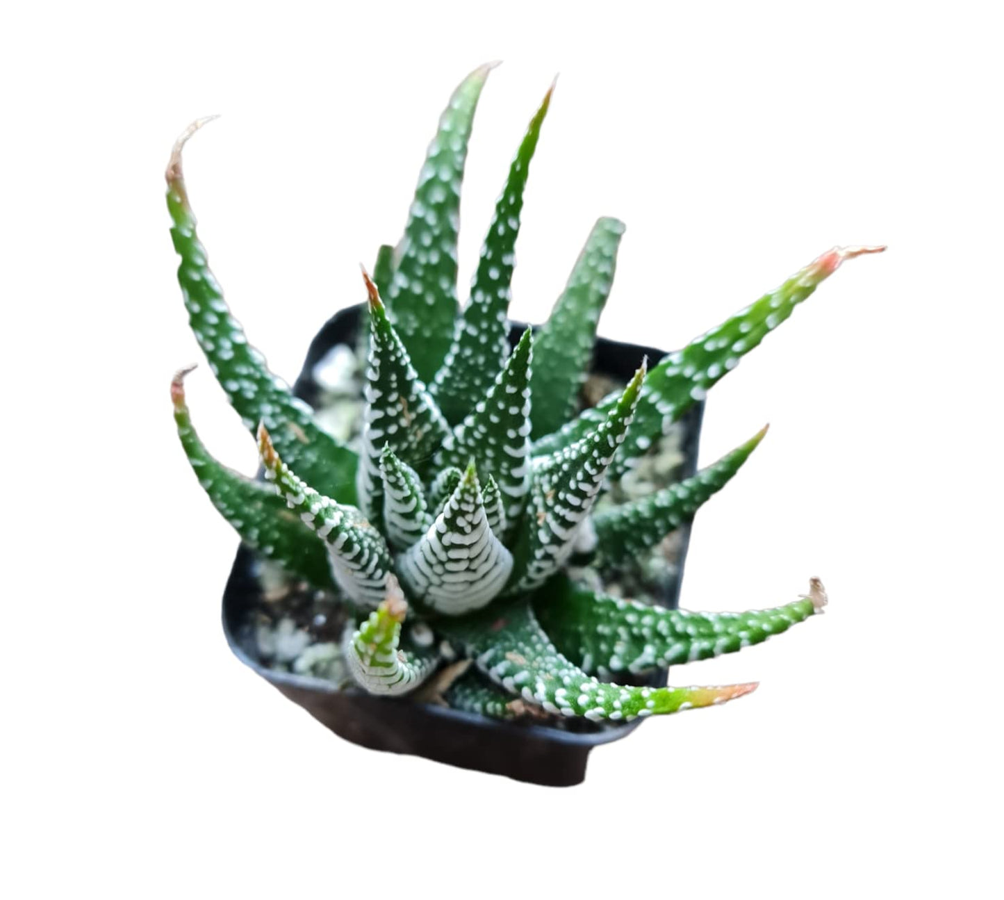 Live Haworthia Plants for Home Office Decor