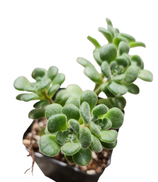 Live Succulent Cactus Plants # 38
