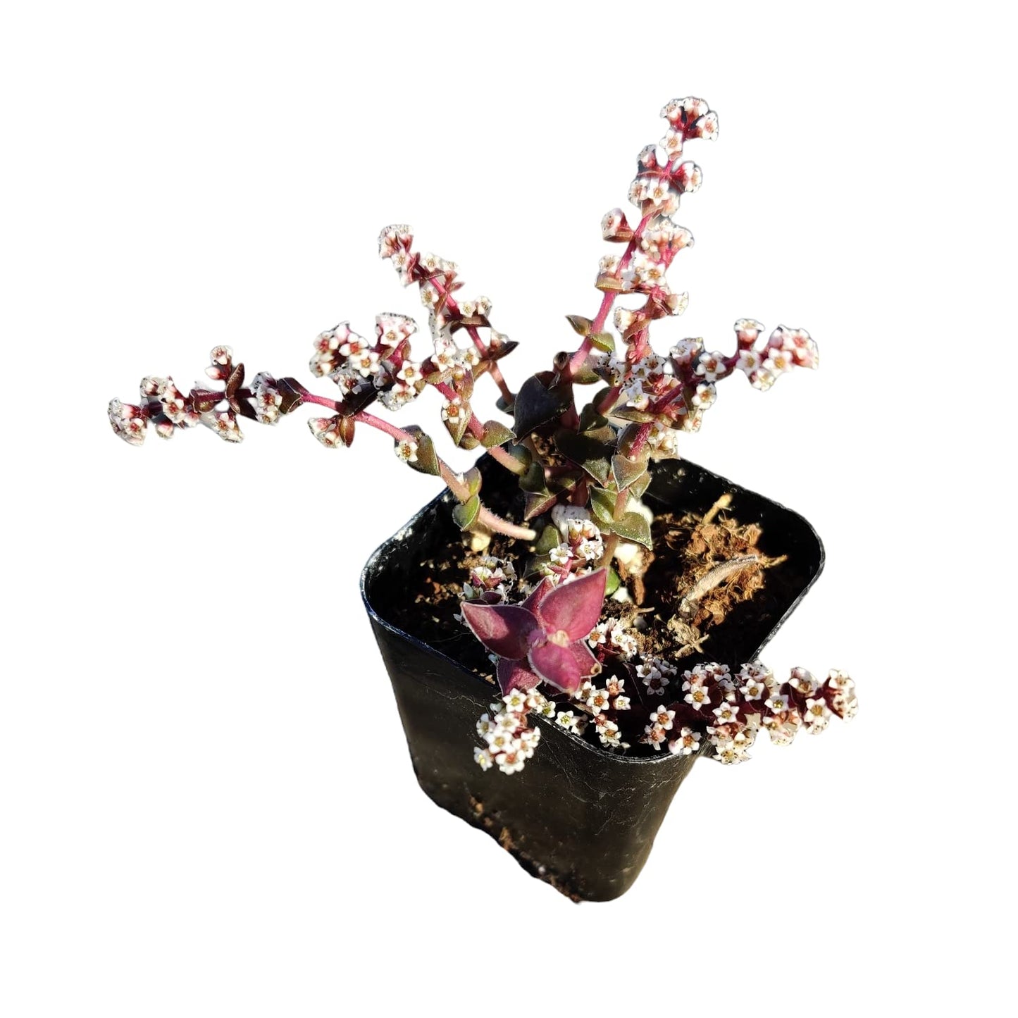 Live Succulent Cactus Plants (2" Pot Crassula Estagnol Spiralis)