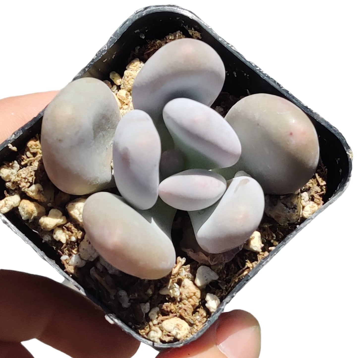 Live Succulent Cactus Plants for Home Office Decor