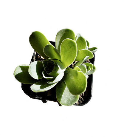 Rare Live Succulent Cactus Plants for Home Office Decor (2" Pot Variegated Delosperma echinatum - Variegated Pickle Plant)