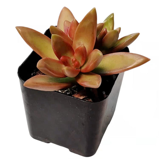 Live Cactus Succulent Plants # 20
