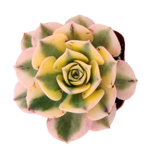 Live Succulent Cactus Plants#29