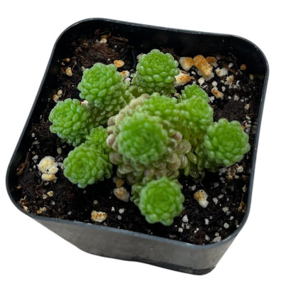 Rare Live Succulent Cactus Plants for Home Office Decor (2" Pot Variegated Delosperma echinatum - Variegated Pickle Plant)