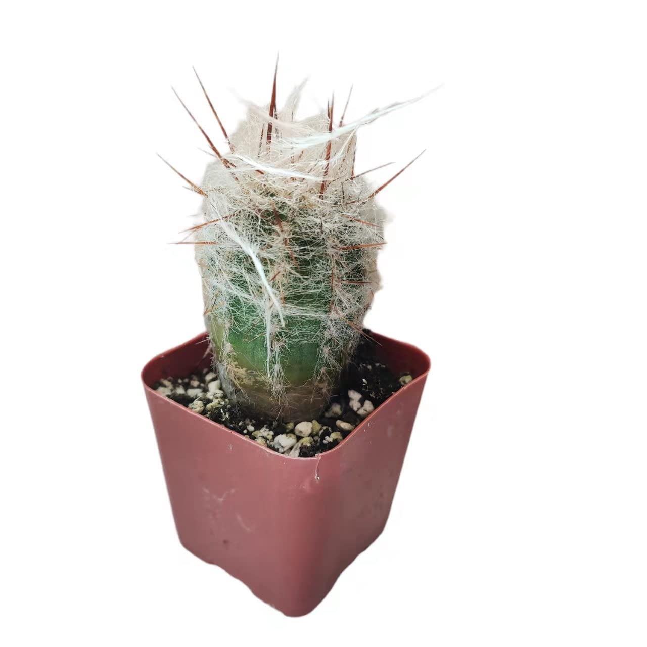 Live Succulent Cactus Plants (2" Pot Crassula Estagnol Spiralis)