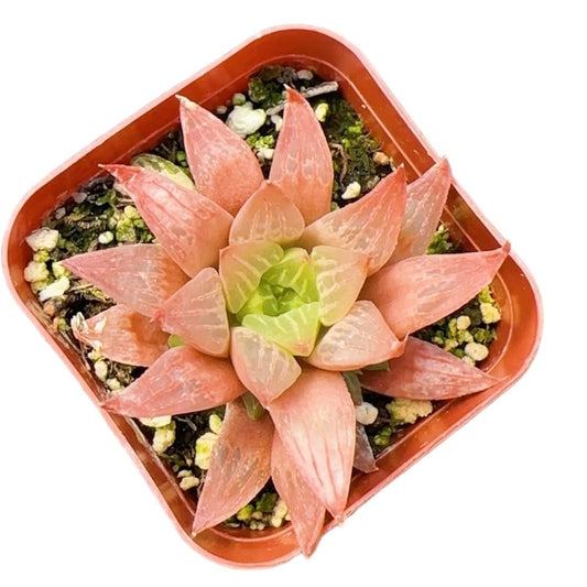 Live Haworthia Plants for Home Office Decor - 2"pot retusa f. geraldii