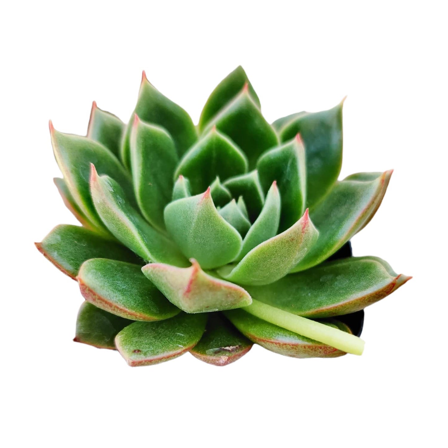 Live Cactus Succulent Plants for Home Decoration