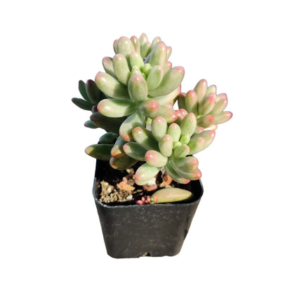 Live Succulent Cactus Plants (2" Pot Crassula Estagnol Spiralis)