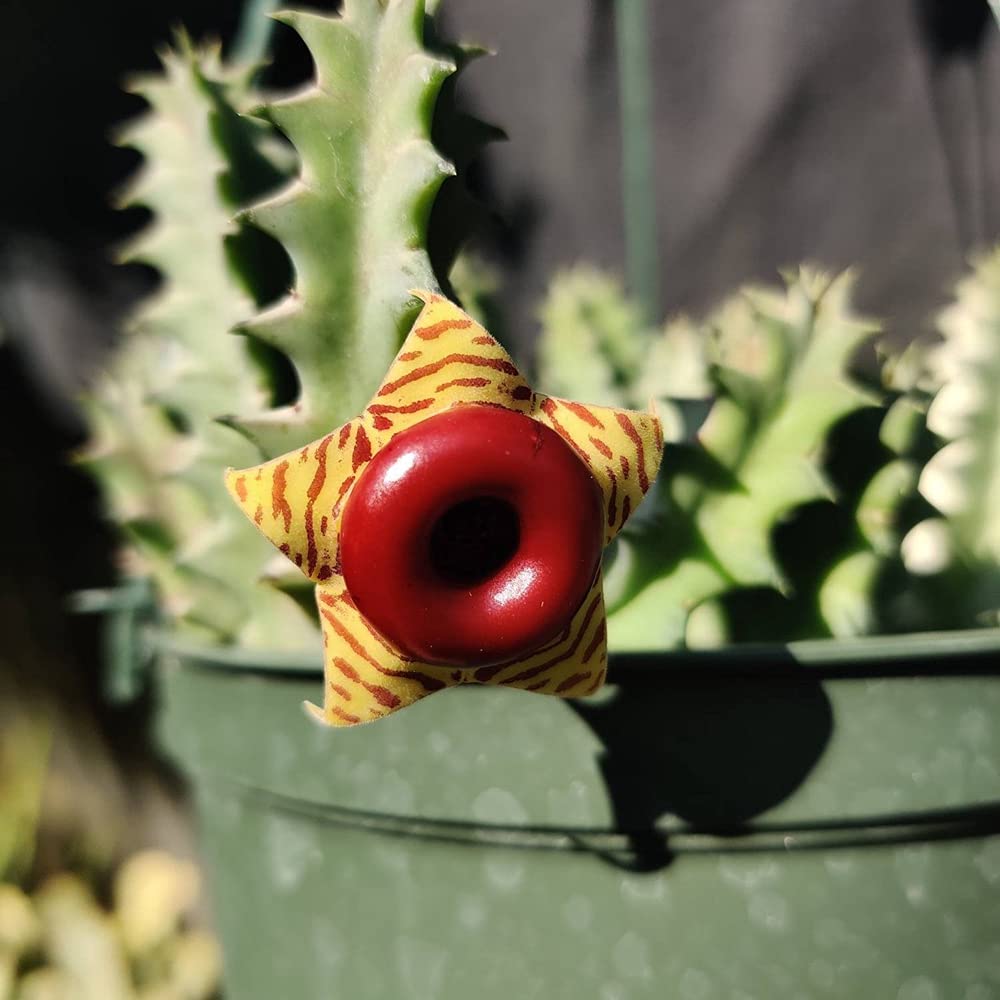 Live plants Lifesaver Plant Huernia zebrina
