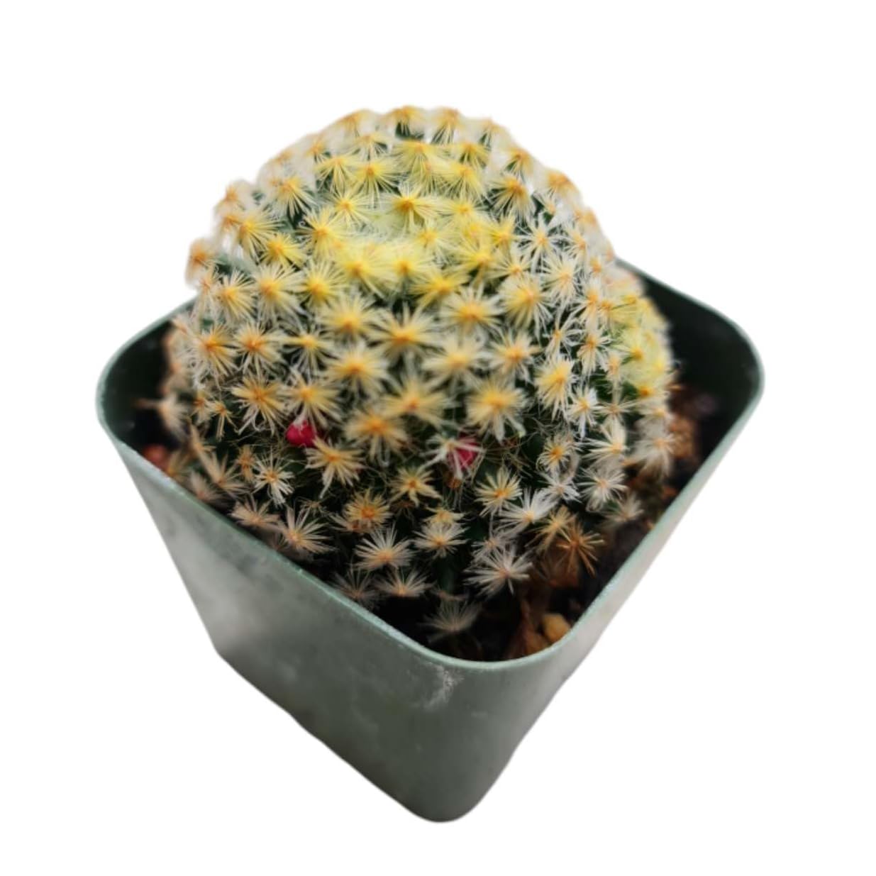 Live Mammillaria Cactus Plants Collection for Home Decor 2"pot