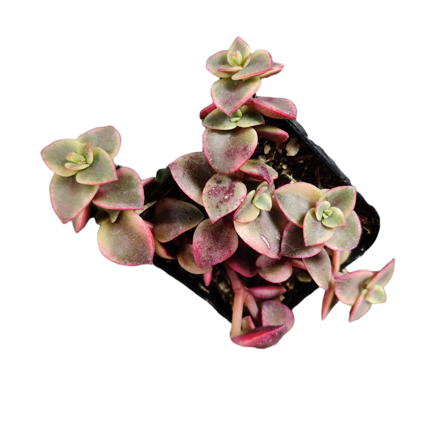 Live Succulent Cactus Plants from USKC (2" Pot) (Euphorbia Mammillaris Variegata)