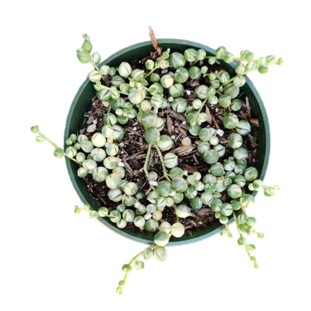 Live Succulents Plants Succulents String of Pearls Variegated Well Rooted (Pictured in a 4" Pot)