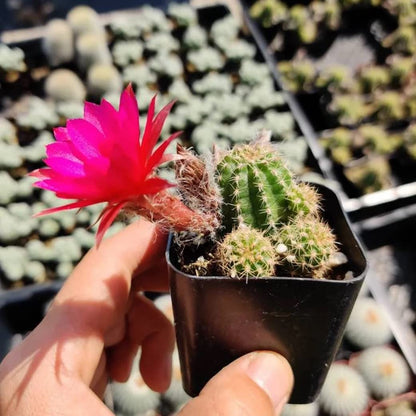 Live Succulent Cactus Plants from USKC (2" Pot) (Euphorbia Mammillaris Variegata)