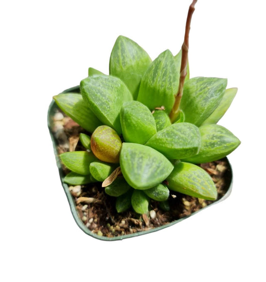 Live Haworthia Plants for Home Office Decor - 2"pot turgida X