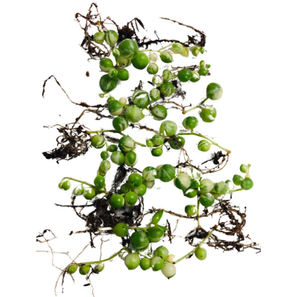 Live Succulents Plants Succulents String of Pearls Variegated Well Rooted (Pictured in a 4" Pot)
