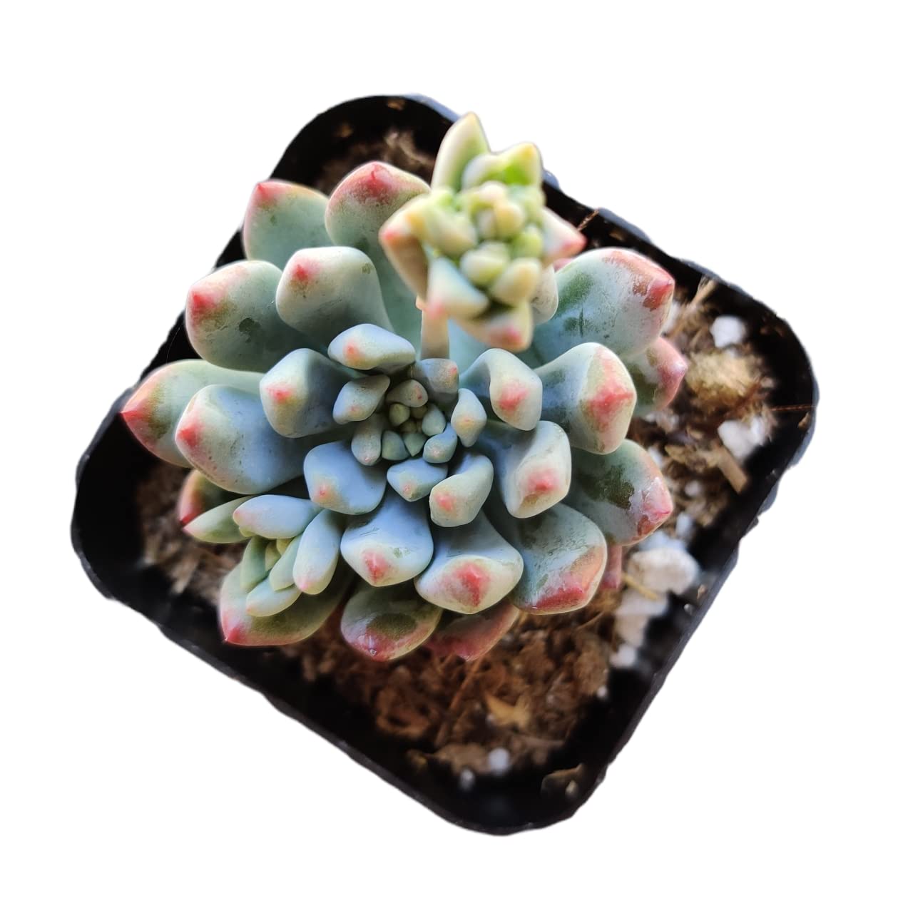 Live Succulent Cactus Plants for Home Office Decor