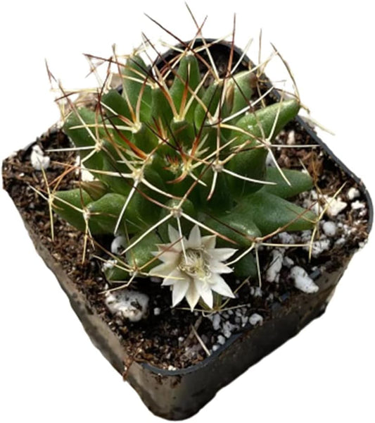 Live Mammillaria Cactus Plants Collection for Home Decor 2"pot - longimamma
