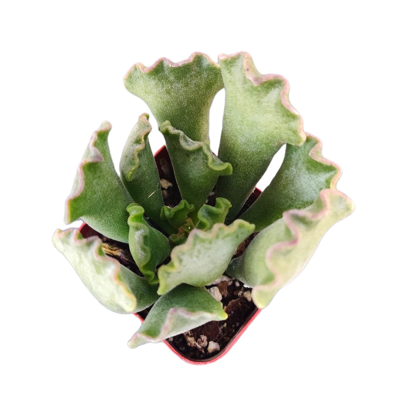 Live Succulent Cactus Plants (2" Pot Crassula Estagnol Spiralis)