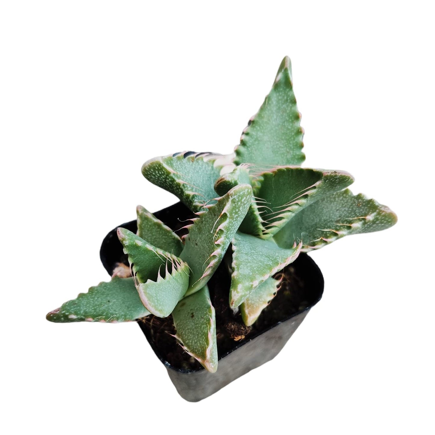 Live Cactus Succulent Plants for Home Decoration