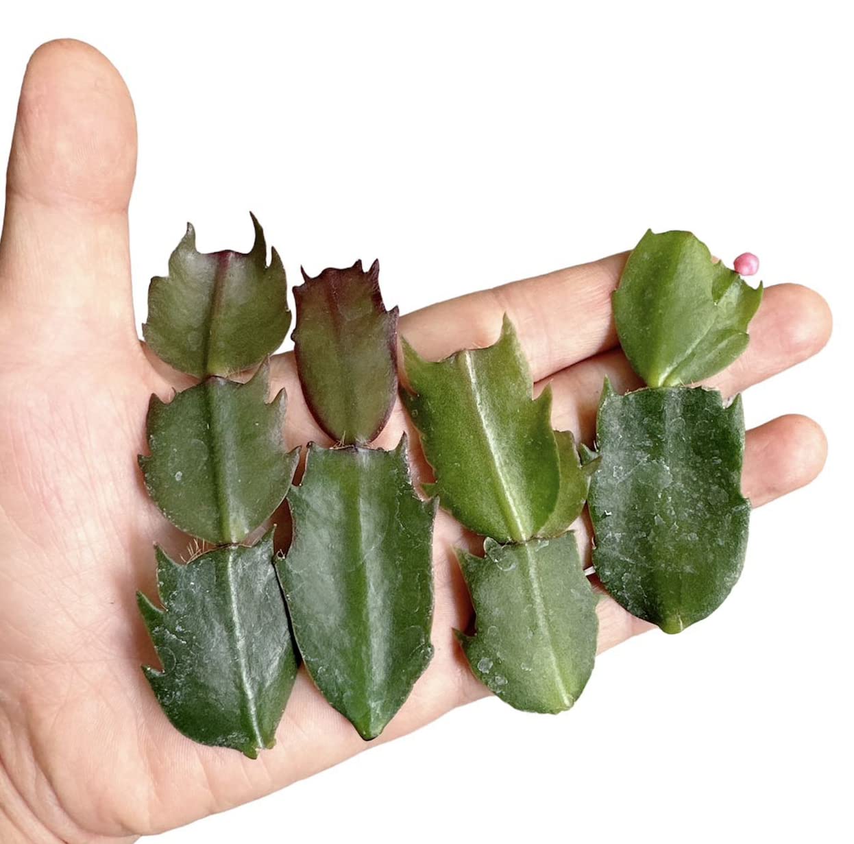 No Root Plant cuttings from USKC (3pc Tradescantia fluminensis variegata no Root cuttings)