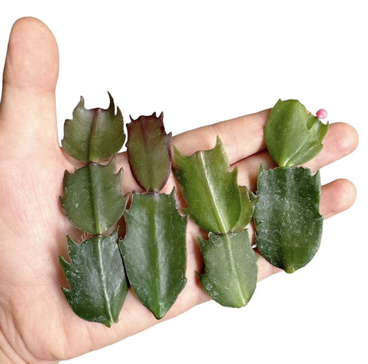 No Root Plant cuttings from USKC# 26