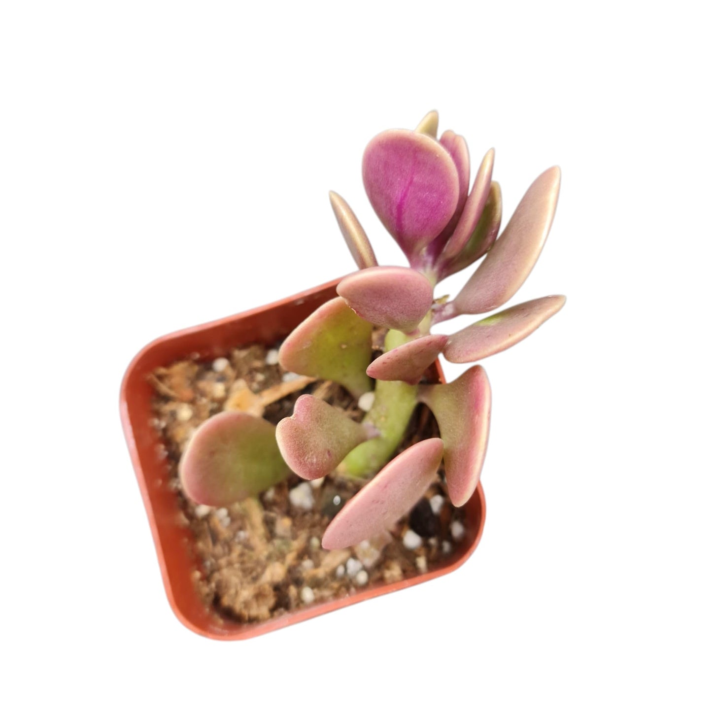 Live Succulent Cactus Plants (2" Pot Crassula Estagnol Spiralis)