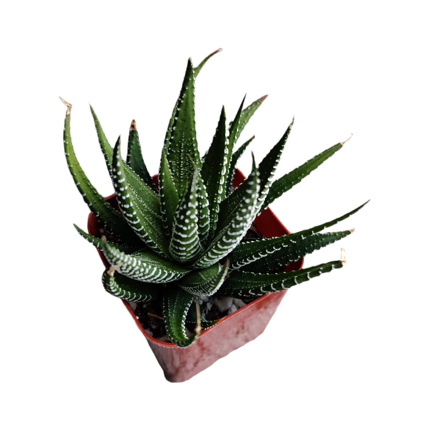 Live Succulent Cactus Plants for Home Office Decor