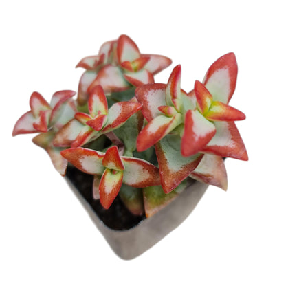 Live Cactus Succulent Plants from USKC (2" Pot Blue Candle Cactus Myrtillocactus Geometrizans)