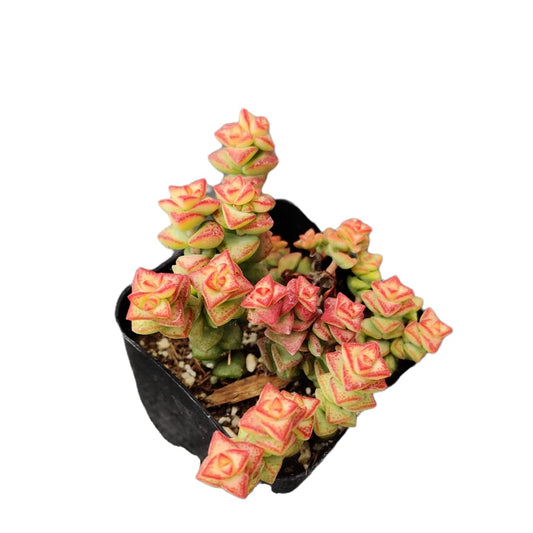 Live Cactus Succulent Plants for Home Decoration - 2"pot Crassula Tom Thumb