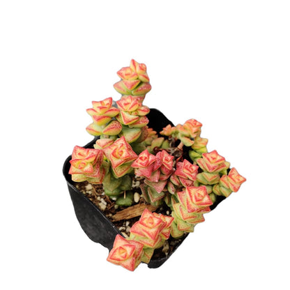 Live Cactus Succulent Plants from USKC (2" Pot Blue Candle Cactus Myrtillocactus Geometrizans)