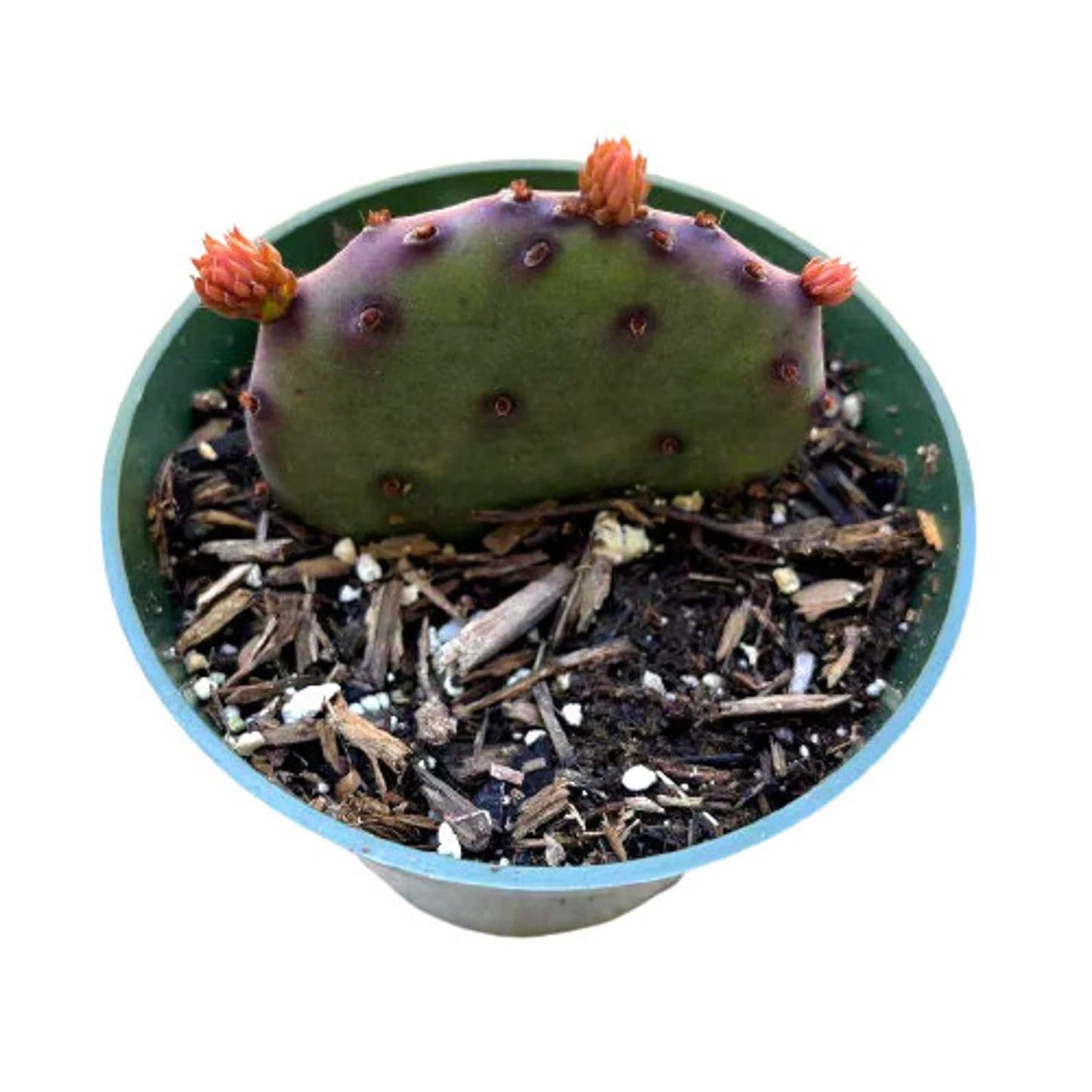 Live Cactus Plants from USKC (2" Pot Opuntia Maverick Variegated) - 4"pot Opuntia Santa Rita