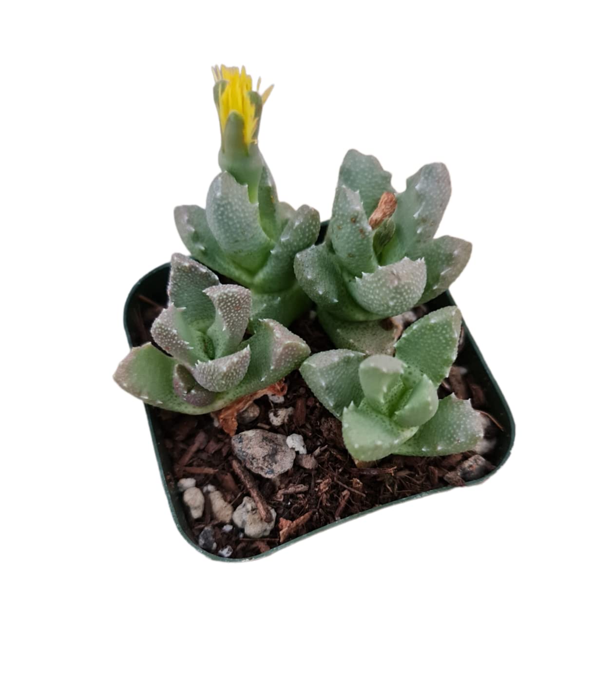Live Cactus and Succulent plants for Home Office Decor